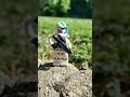 photographie #lego #legostarwars #clone501ème