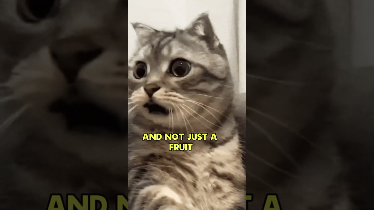 Did you know it? The tomato is... A FRUIT?!🍅😱