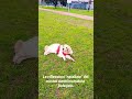 Riflessioni natalizie dell'AD, come affrontare l'anno nuovo in modo positivo, #shortsvideo