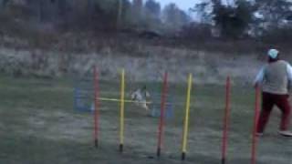 Csipesz Agility Edzés