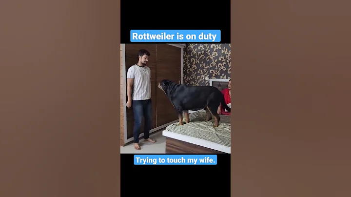 Dog Protecting Pregnant Wife: Rottweiler is on Duty! - DayDayNews