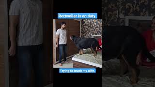 Dog Protecting Pregnant Wife: Rottweiler is on Duty!