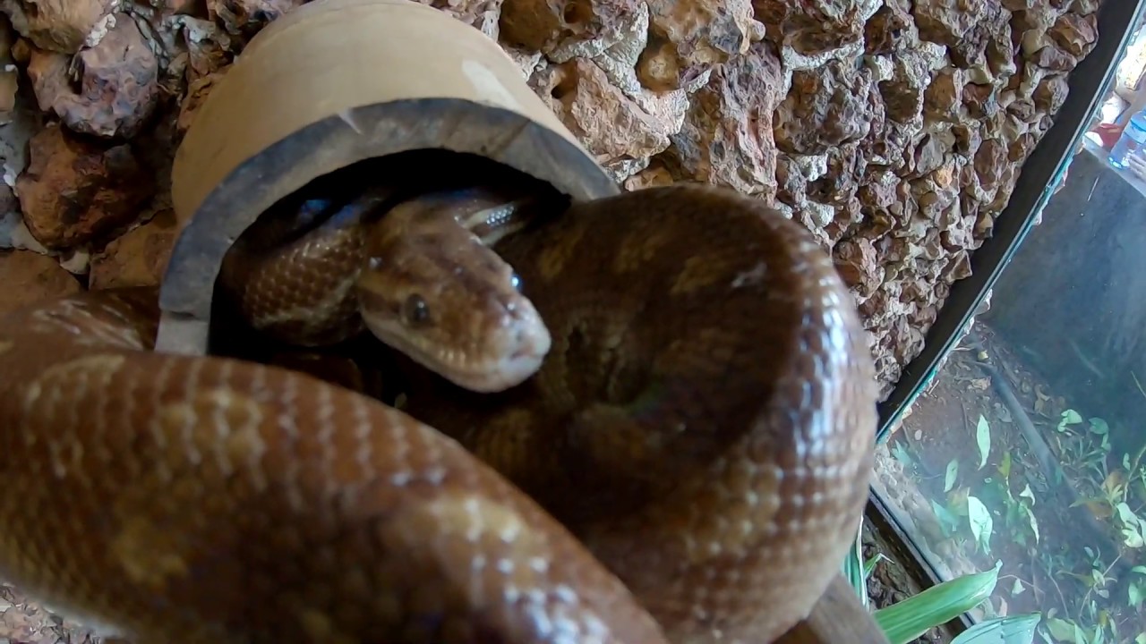 Cobras venenosas de todo o mundo no serpentário.