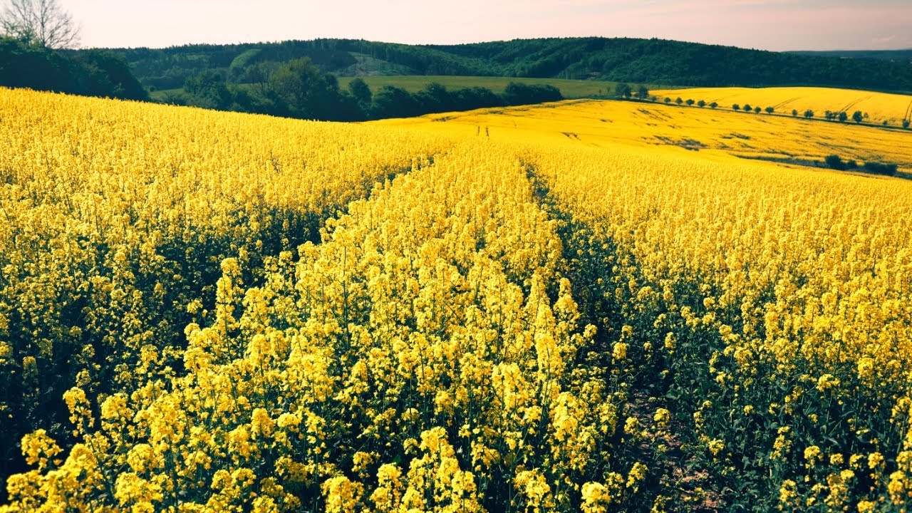 WALKING IN RAPESEED FIELD, SUMMER VIRTUAL WALK, 4K, ASMR, NO TALKING, 3D SOUND