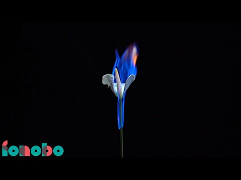 Noże - Szkło (Lyric Video)
