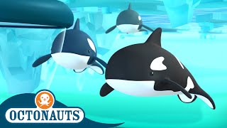 @Octonauts - The Arctic Orcas | Full Episode 43 | Cartoons for Kids | Underwater Sea Education