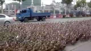 Taizhou farmer takes 5,000 ducks for a walk | That's Mags