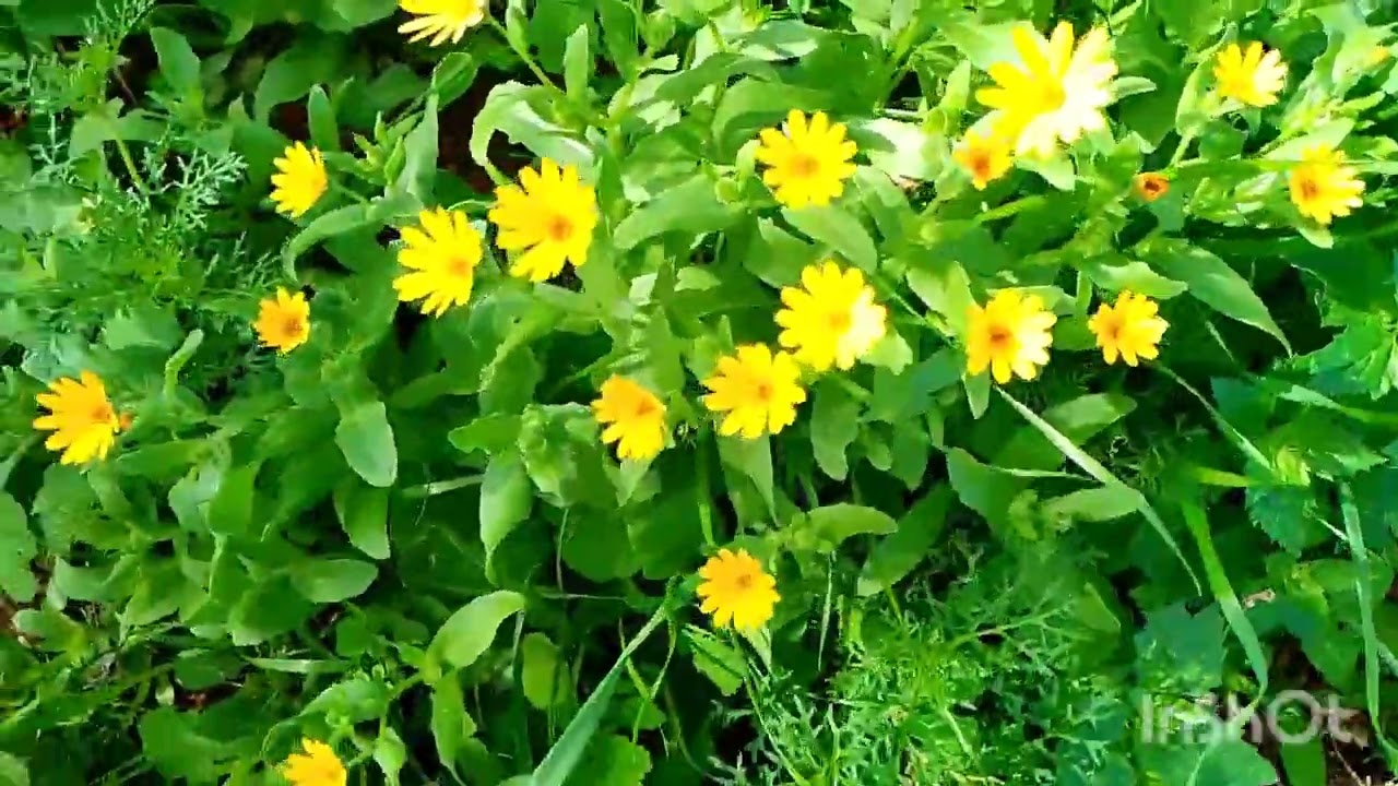 Paseos en la naturaleza 🏞️ viendo almendros 
