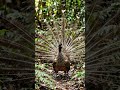 3 Bird Sounds You Won't Believe Are Real! 😱#shorts # #birdcall #betterbird