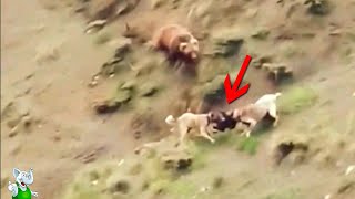 Собаки Утащили Медвежонка / Случаи с Животными Снятые на Камеру