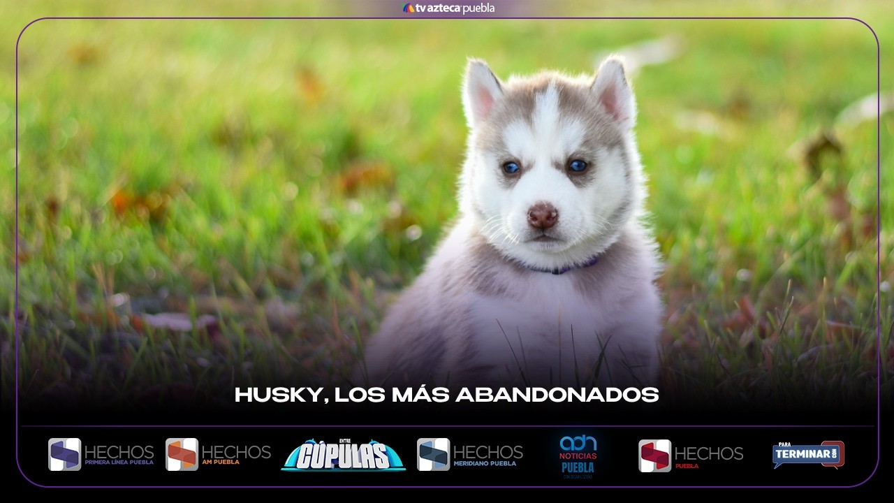 Husky, los perros más abandonados