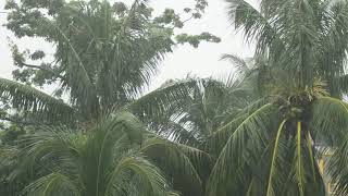 Tropical Rainstorm 2 hour loop. Rest and Relaxation