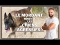 Pratiquer le mordant avec son chien le rend til agressif 