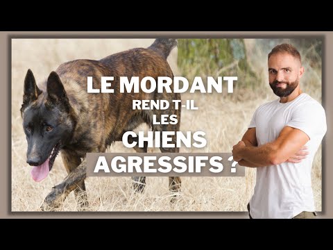 Vidéo: Est-ce que la lutte avec mon chien la rendra plus agressive?