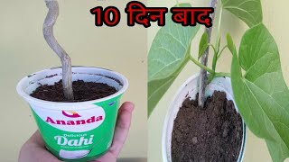 गिलोय को कटिंग से उगाने का सबसे आसान तरीका। Growing giloy cutting in soil and water