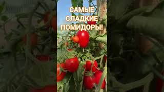 САМЫЕ СЛАДКИЕ ПОМИДОРЫ!#природа#дача#лето#томаты#помидоры#помидор#помидорывтеплице#огород#овощи#зож