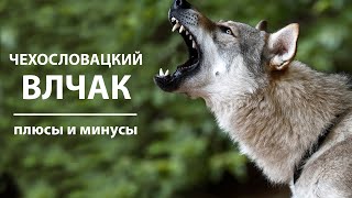 ЧЕХОСЛОВАЦКИЙ ВЛЧАК. Плюсы и минусы породы вольфхунд | Czechoslovakian Wolfdog