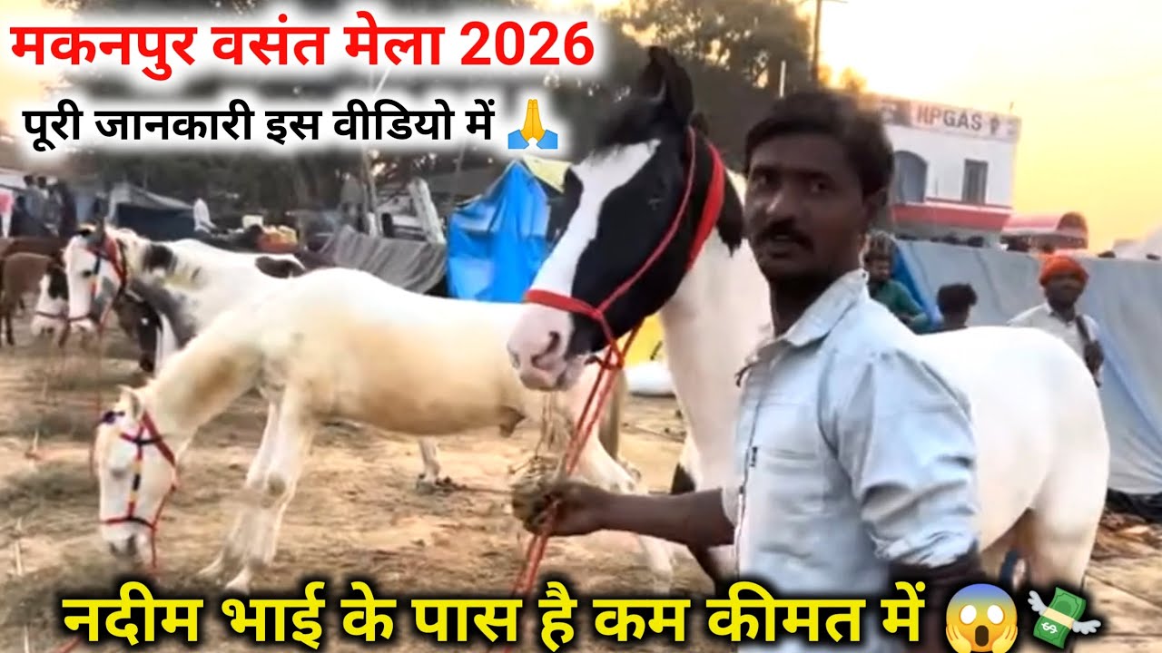 नदीम भाई के पास है कम 💸 कीमत में 😱 घोड़ा घोड़ी मकनपुर वसंत मेला 2026