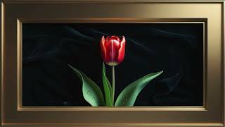 Golden Frame Still Art – Scarlet Red Tulip | Elegant TV Screensaver for Modern Home Décor