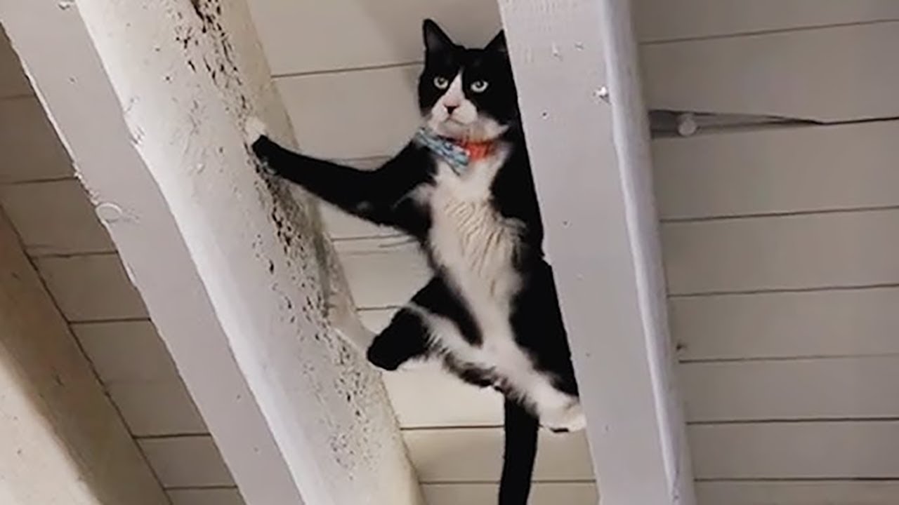 Funny Animal Moments That Make Your Day #23 - YouTube