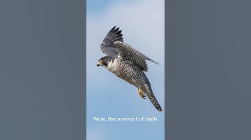 The eagle narrowly avoids colliding with a massive flock of migrating geese.