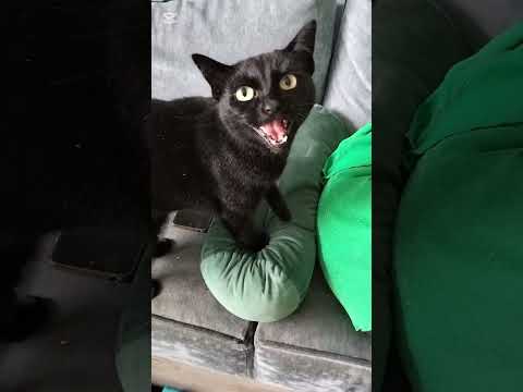 cat vid!!!! #funny