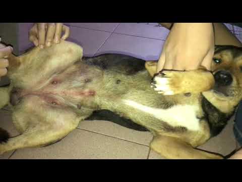 Video: Nhiễm Khuẩn (Actinomycosis) ở Chó