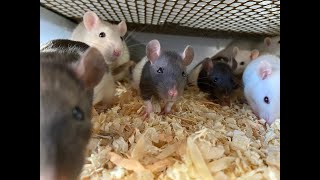 CLEANING & BREEDING RATS!!! LOTS OF NEW BABIES!!!