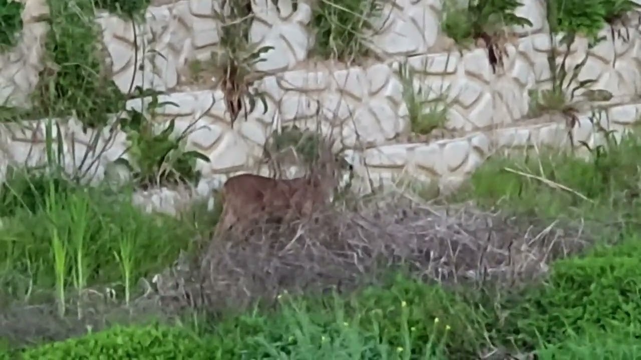 고라니(Hydropotes inermis) 「개천에 잠자러 내려온 고라니」