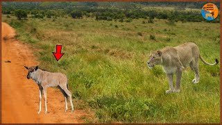 LEÃO ENCONTRA FILHOTE DE GNU E ALGO CURIOSO ACONTECEU!