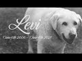 Levi the dog memorial