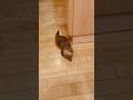 キッチンにいたずらしにきたカワウソきなこ😂