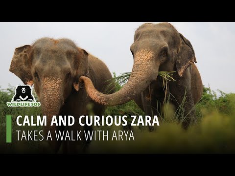 Calm and Curious Zara Takes a Walk with Companion, Arya