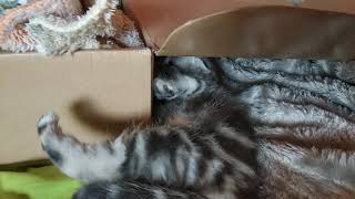 Малыш Мартин. Вислоухие котята. Возраст 1 месяц. Малыш Мартин. Вислоухие котята. Возраст 1 месяц.