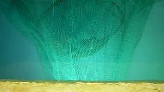 Whelk Selectivity Test, Video 5