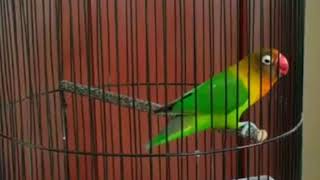 Burung Lovebird ngekek rasa cililin mantab abis