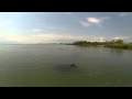 Hippos of lake tanganyika burundi