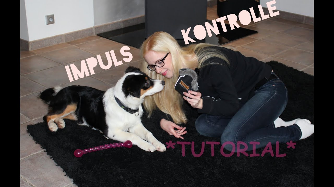 Impulskontrolle Trainieren Impulskontrolle Trainieren