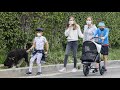 Jennifer Garner And The Kids Bring The Pets Along For Their Family Stroll