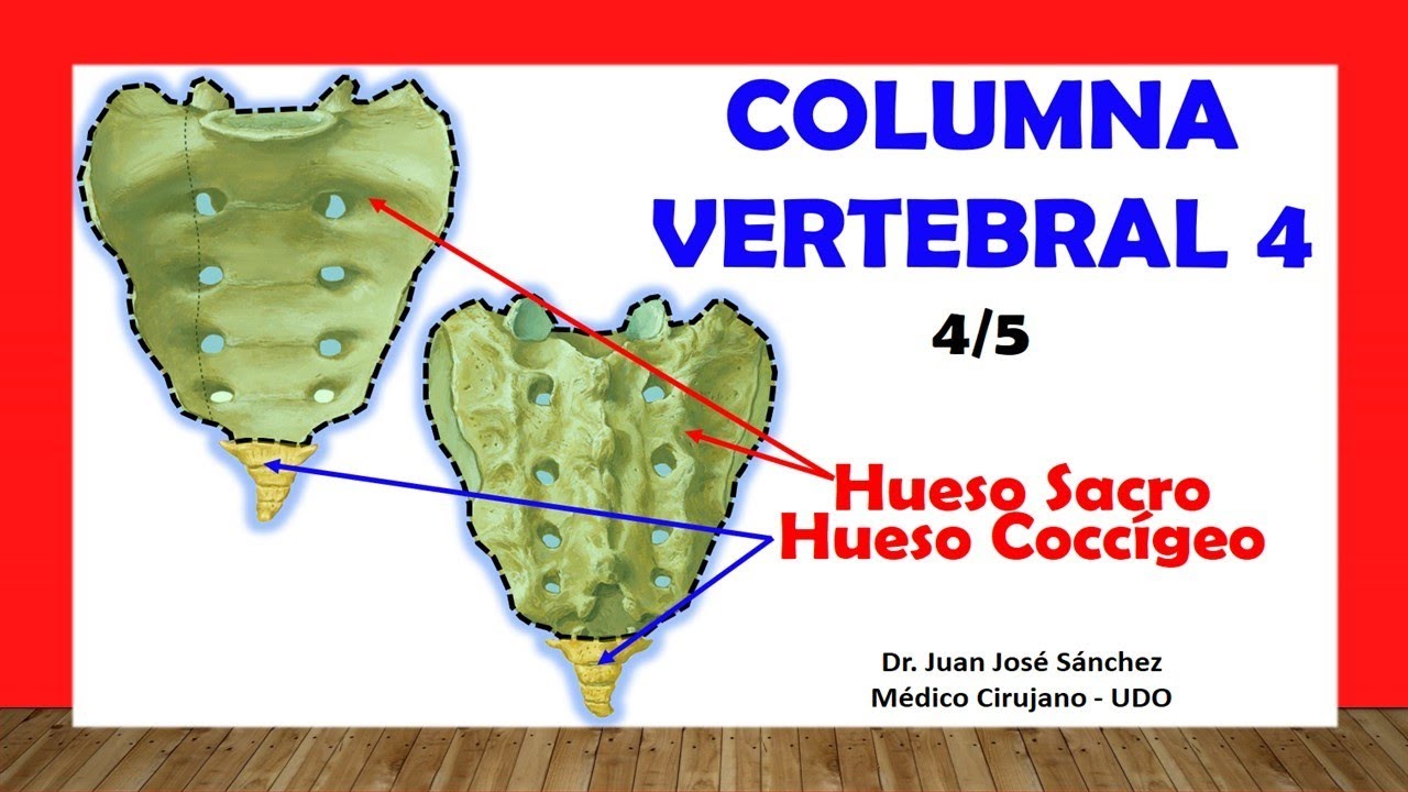 🥇 COLUMNA VERTEBRAL 4/5 - (Hueso Sacro y Coccígeo). Fácil y Sencillo