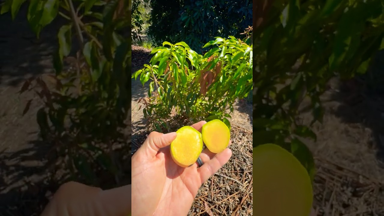 ST Maui Mango Seedling - First fruit taste
