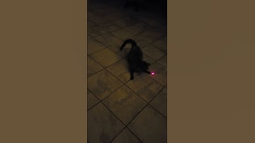 Thumbnail of mon chat joue au laser rouge