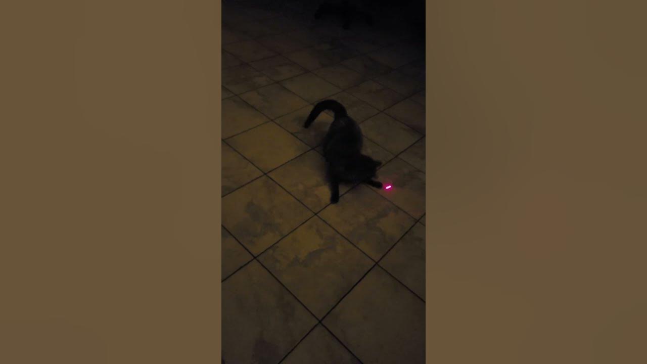 mon chat joue au laser rouge