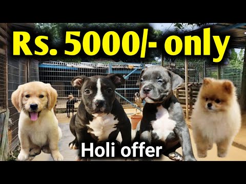 Rs.5000 only | American bully | Culture pom | golden retriever in cheapest price
