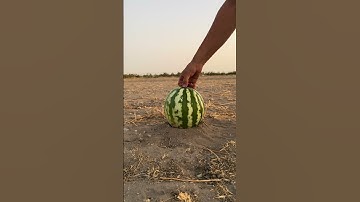 Firework vs Watermelon! 💥 #shorts #fireworks #firecracker