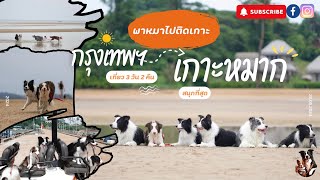 #พาหมาเที่ยว พาหมาๆไปติดเกาะกันที่เกาะหมาก #chicochica #bordercollie