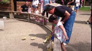 飛牛牧場~餵可愛小雞! 2016.08.07