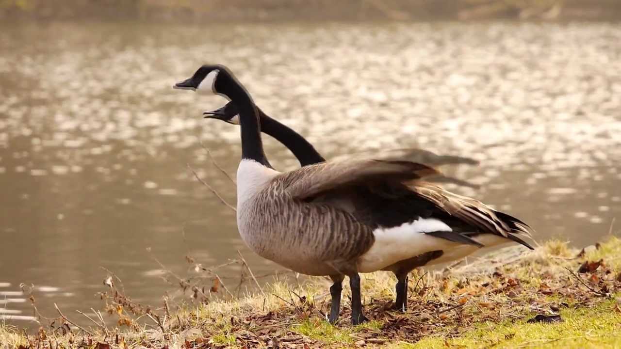 Kanada Gänse Kanada Gänse