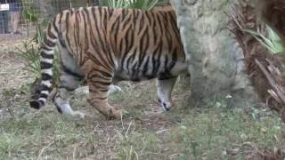 5 New Tigers Arrive Nov 2016 PART 5 of 8