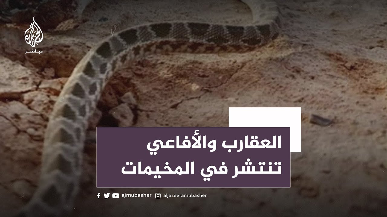 الدود والحشرات تتسبب في تفشي الأمراض في المخيمات السورية